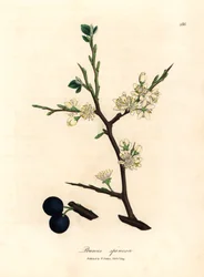 Hvide blomster og blå bær af slåentræet, Prunus spinosa, fra en botanisk illustration af James Sowerby fra William Woodville og Sir William Jackson Hookers "Medical Botany" 1832 (håndfarvet kobberstik)