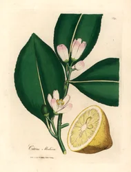Hvide blomster og moden frugtsegment af citrontræet, Citrus medica, fra en botanisk illustration af James Sowerby fra William Woodville og Sir William Jackson Hookers "Medical Botany" 1832 (håndfarvet kobberstik)