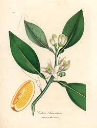 Hvide blomster og moden frugt segment af appelsintræet, Citrus aurantium, fra en botanisk illustration af James Sowerby fra William Woodville og Sir William Jackson Hookers "Medical Botany" 1832 (håndfarvet kobberstik)