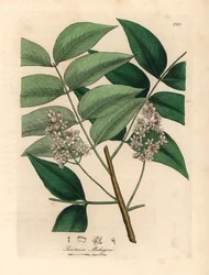 Hvidblomstret mahognitræ, Swietenia mahogani, fra en botanisk illustration af James Sowerby fra William Woodville og Sir William Jackson Hookers "Medical Botany" 1832 (håndfarvet kobberstik)
