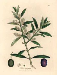 Hvidblomstret europæisk oliventræ med frugt, Olea europaea, fra en botanisk illustration af James Sowerby fra William Woodville og Sir William Jackson Hookers "Medical Botany" 1832 (håndfarvet kobberstik)