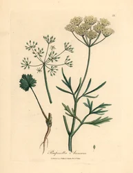 Hvidblomstret anis, Pimpinella anisum, fra en botanisk illustration af James Sowerby fra William Woodville og Sir William Jackson Hookers "Medical Botany" 1832 (håndfarvet kobberstik)