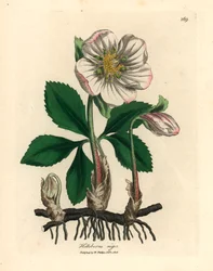Hvidblomstret sort hellebore eller julerose, Helleborus niger, fra en botanisk illustration af James Sowerby fra William Woodville og Sir William Jackson Hookers "Medical Botany" 1832 (håndfarvet kobberstik)