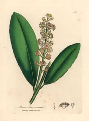 Hvidblomstret laurbærtræ, Prunus laurocerasus, fra en botanisk illustration af James Sowerby fra William Woodville og Sir William Jackson Hookers "Medical Botany" 1832 (håndfarvet kobberstik)