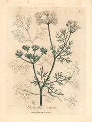 Hvidblomstret koriander, Coriandrum sativum, fra en botanisk illustration af James Sowerby fra William Woodville og Sir William Jackson Hookers "Medical Botany" 1832 (håndfarvet kobberstik)