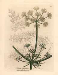 Hvidblomstret gigantisk fennikel eller asafetida, Ferula assafoetida, fra en botanisk illustration af James Sowerby fra William Woodville og Sir William Jackson Hookers "Medical Botany" 1832 (håndfarvet kobberstik)