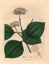 Hvidblomstret giftnød, Strychnos nux vomica, fra en botanisk illustration af James Sowerby fra William Woodville og Sir William Jackson Hookers "Medical Botany" 1832 (håndfarvet kobberstik)