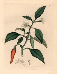 Hvidblomstret, skarlagenrød guinea peber, Capsicum annuum, fra en botanisk illustration af James Sowerby fra William Woodville og Sir William Jackson Hookers "Medical Botany" 1832 (håndfarvet kobberstik)