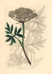 Hvidblomstret vandsmyg, Cicuta virosa, fra en botanisk illustration af James Sowerby fra William Woodville og Sir William Jackson Hookers "Medical Botany" 1832 (håndfarvet kobberstik)