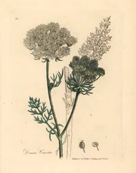 Hvidblomstret vild gulerodsplante, Daucus carota, fra en botanisk illustration af James Sowerby fra William Woodville og Sir William Jackson Hookers "Medical Botany" 1832 (håndfarvet kobberstik)