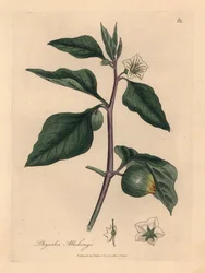 Hvidblomstrede vinterkirsebær, Physalis alkekengi, fra en botanisk illustration af James Sowerby fra William Woodville og Sir William Jackson Hookers "Medical Botany" 1832 (håndfarvet kobberstik)