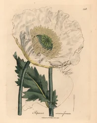 Hvid valmue, Papaver somniferum, fra en botanisk illustration af James Sowerby fra William Woodville og Sir William Jackson Hookers "Medical Botany" 1832 (håndfarvet kobberstik)