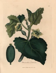 Gul blomst, blade og frugt fra den sprøjtende agurk, Momordica elaterium, fra en botanisk illustration af James Sowerby fra William Woodville og Sir William Jackson Hookers "Medical Botany" 1832 (håndfarvet kobberstik)