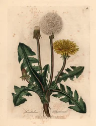 Gulblomstret almindelig mælkebøtte, Leontodon taraxacum, fra en botanisk illustration af James Sowerby fra William Woodville og Sir William Jackson Hookers "Medical Botany" 1832 (håndfarvet kobberstik)