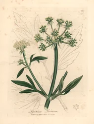 Yellow Flowered Lovage, Ligusticum Levisticum, fra en botanisk illustration af James Sowerby fra William Woodville og Sir William Jackson Hookers "Medical Botany" 1832 (håndfarvet kobberplade -gravering)