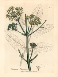Gulblomstret opopanax eller ru pastinak, Pastinaca opopanax, fra en botanisk illustration af James Sowerby fra William Woodville og Sir William Jackson Hookers "Medical Botany" 1832 (håndfarvet kobberstik)