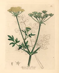 Gulblomstret persille, Apium petroselinum, fra en botanisk illustration af James Sowerby fra William Woodville og Sir William Jackson Hookers "Medical Botany" 1832 (håndfarvet kobberstik)