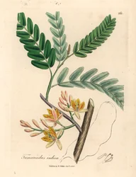 Gulblomstret tamarindtræ, Tamarindus indica, fra en botanisk illustration af James Sowerby fra William Woodville og Sir William Jackson Hookers "Medical Botany" 1832 (håndfarvet kobberstik)