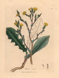 Gulblomstret vildsalat, Lactuca virosa, fra en botanisk illustration af James Sowerby fra William Woodville og Sir William Jackson Hookers "Medical Botany" 1832 (håndfarvet kobberstik)