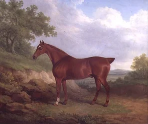 A Chestnut Thoroughbred (olie på lærred)