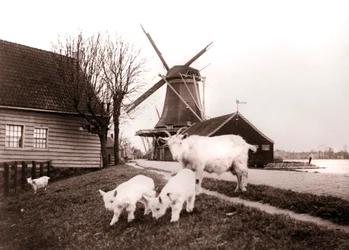 Geder, Laandam, Holland, 1898.