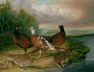 Fasaner ved floden Wensum, Norfolk (olie på lærred)