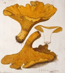 Kantarel