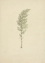 Arundinaria alpine K. Schum. (African Bamboo): færdig tegning af vane med rødder