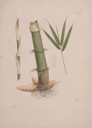 Arundinaria alpina K. Schum. (African Bamboo): færdig tegning af sektioner af stængel og af skud med blade