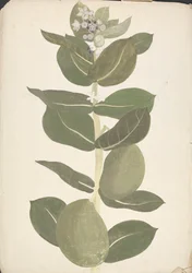Calotropis procera (Ait.) Ait. f. (Sodomas æble, øretræ): færdig tegning af blomstrende og frugtplante