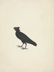 Corvs crassirostris (tyknæbbet ravn)
