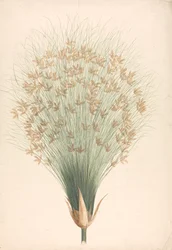 Cyperus papyrus L. (Papyrus Sedge): færdig tegning af blomsterstand