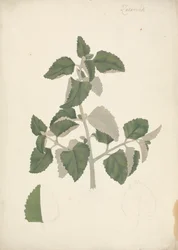 Labiatae (ubestemt art): færdig tegning af et bladskud, uden blomster
