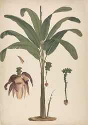 Musa x sapientum L. (Banan): færdig tegning med detaljer af blomsterstand