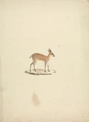 Uidentificeret madogua (Dik-dik)