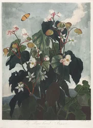 The Temple of Flora, eller Naturens Have: The Obique-leaved Begonia, 1800.