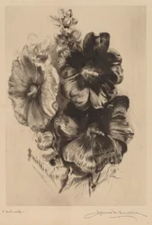 Mørke enkeltstokroser