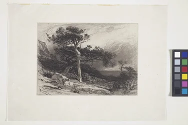 Old Cedars, Coast of Maine (blæk, pen, blyant)