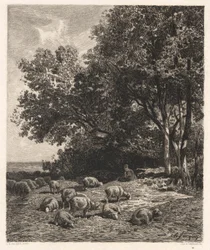 Får græsser