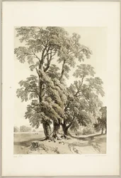 Elm, fra Parken og Skoven