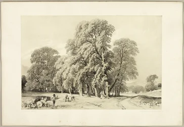 Platantræer, fra Parken og Skoven