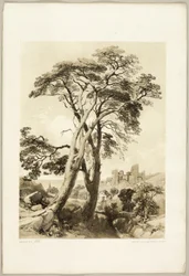 Scotch Fir, fra The Park and the Forest