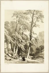 Sycamore, fra parken og skoven