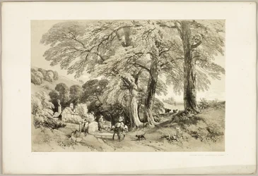 Wych Elm, fra The Park and the Forest