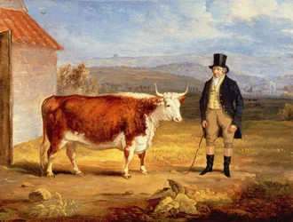 James Hodges og hans to-årige Hereford-kvie, ca. 1843