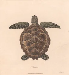Skildpadde