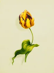 En papegøje-tulipan, 1826