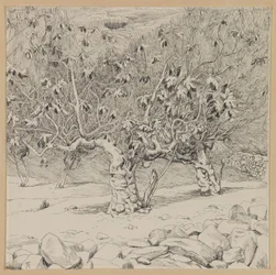 Figentræ, Hinnoms dal, illustration fra Vor Herre Jesu Kristi liv (blæk på papir)