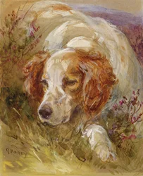 En spaniel (wc og bodycolour på papir)