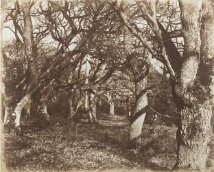 Et kig i Leigh Woods, 1853-56.